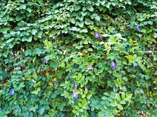 a wall completely covered by climbing plants, butterfly pea flowers (Clitoria ternatea), which grow very densely, dark and light green in color.
