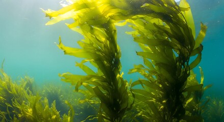Underwater seaweed in ocean, marine algae plants growing in clear blue water, aquatic life and natural ecosystem concept