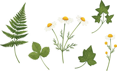 Botanical illustration featuring ferns daisies ivy and other leaves on transparent background