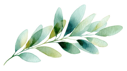 Naklejka premium Watercolor illustration of an olive branch with leaves isolated on transparent background