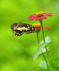 butterfly on a flower