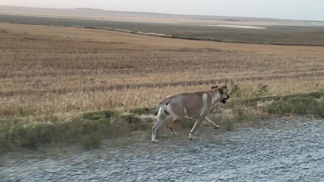 Dogs enjoying an outdoor walk along agricultural fields and open farmland.