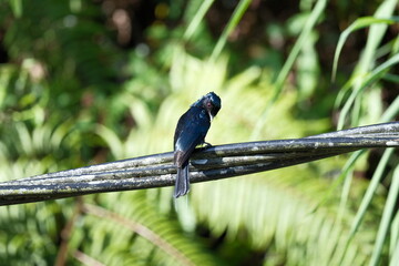 Malaysia Greater Racket-tailed Drongo with long tail streamers perched on wire in tropical forest