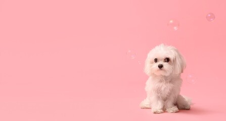 Cute fluffy dog and soap bubbles on pink background with space for text
