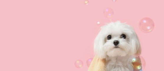 Cute fluffy dog after bath and soap bubbles on pink background with space for text