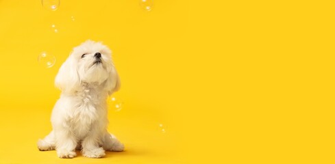 Cute fluffy dog and soap bubbles on yellow background with space for text