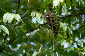 Malaysia Silver-breasted Broadbill resting on tree branch in rainforest