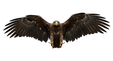 Fototapeta premium Golden eagle with outstretched wings isolated PNG with Transparent Background