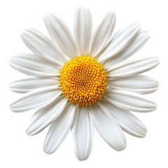 daisy isolated on white background