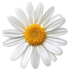daisy isolated on white background