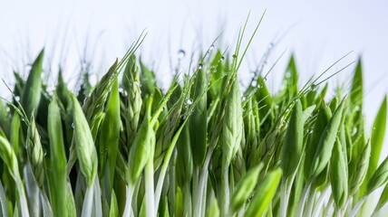 Close-up of vibrant, young pea sprouts emerging.