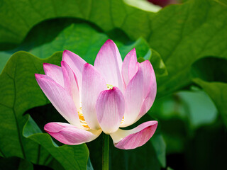 Fototapeta premium The Lotus Flower.Background is the lotus leaf and lotus flower and tree.