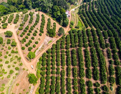 Aerial view of a citrus orchard