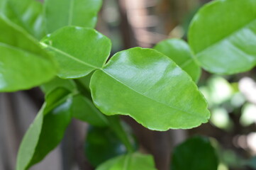 Vibrant green kaffir lime leaves with glossy texture and twin lobed form, often used in Thai cuisine and herbal remedies for their refreshing citrus fragrance.