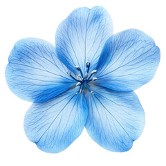 blue flower isolated on white