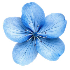 blue flower isolated on white