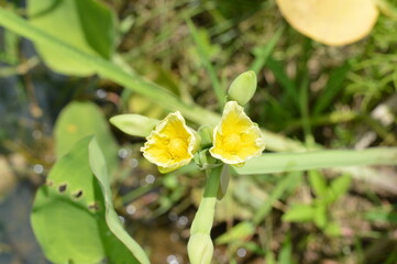 Aquatic yellow flower (Limnocharis flava) with cultural and ecological value, enhancing the charm of ponds and wetlands.