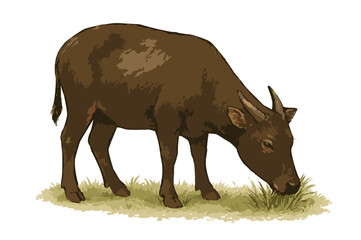 Bubalus quarlesi illustration