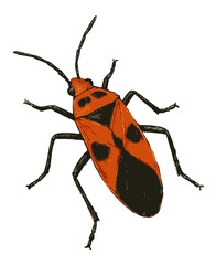 Dysdercus cingulatus illustration