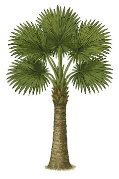 Corypha utan illustration
