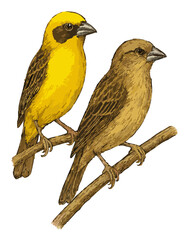 Ploceus manyar illustration