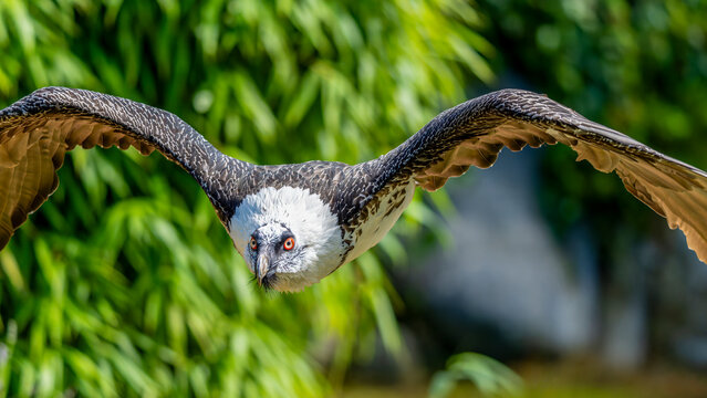 ein Bartgeier liegt mit Blick in die Kamera