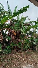 Banana trees with dried leaves in tropical farmland, agricultural challenges concept