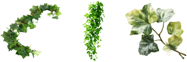 Assorted ivy foliage featuring garlands, cascades, and cuttings against a black background on transparent background