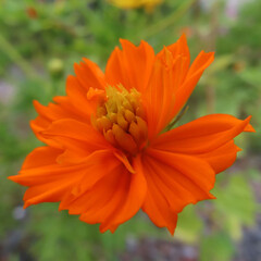 日本で秋にキバナコスモスがオレンジ色の花を咲かせています