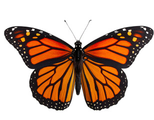 Fototapeta premium Top View of Monarch Butterfly with Open Wings, Isolated on Transparent Background