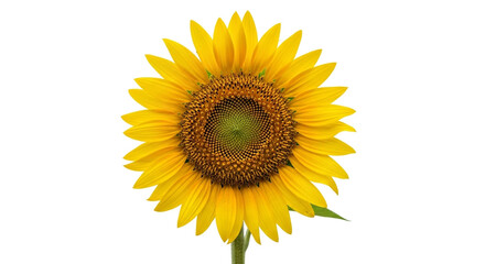 Fototapeta premium A single, radiant sunflower with golden petals and a rich brown center, standing tall and proud, capturing the essence of summer isolated on white background