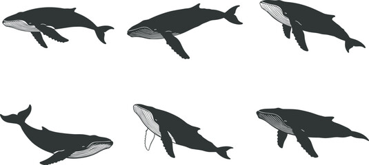 Humpback whale illustrations, black and white marine art, swimming whale poses, ocean wildlife graphics, vector sea creatures, aquatic animal design set