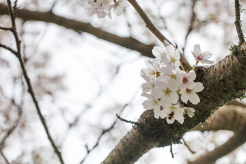 A beautiful cherry branch in full bloom. Sakura garden. The concept of spring.