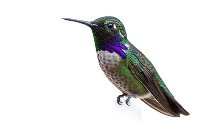 Fototapeta premium Closeup of a male lucifer hummingbird isolated on white background, showcasing its iridescent green plumage and vibrant purple gorget in exquisite detail