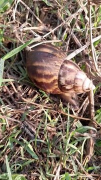 A snail (achatina fulica) is crawling between the grass, the speed is increased four times