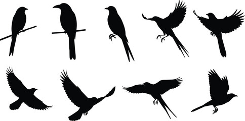 Silhouette birds on branch and flying in different poses, black crow and magpie shadow art, vector illustration isolated design