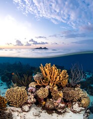 Underwater coral reef scene at sunrise, showcasing vibrant coral formations and diverse marine life against a backdrop of a tranquil ocean and distant islands under a partly cloudy sky