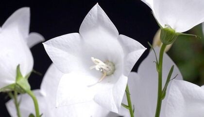 Obraz premium Close-up white bell flowers