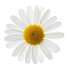 Fototapeta premium A single daisy, viewed from above, showcases its white petals and yellow center against a stark white backdrop