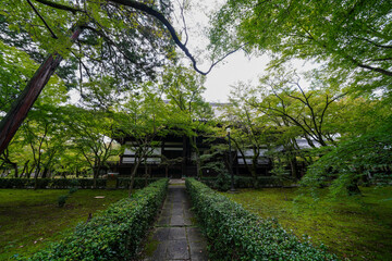 楓の緑に覆われる京都の寺院の庭園