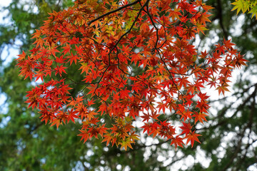 赤く色づいた楓の紅葉