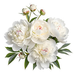 Obraz premium Beautiful bouquet of white peonies isolated on transparent background.