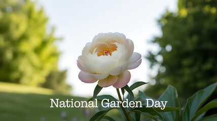 A close-up of a white peony flower in bloom on National Garden Day, set against a blurred green garden background.