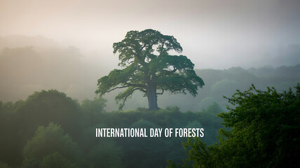 A solitary tree stands tall amidst a misty forest landscape on International Day of Forests