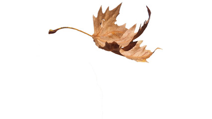 leaf falling travelling cut out in autumn