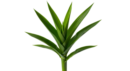 Green plant sprout with long pointed leaves isolated on transparent background