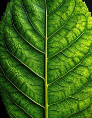 Detailed close-up of a vibrant green leaf
