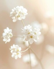 Delicate white flowers in soft focus (1)