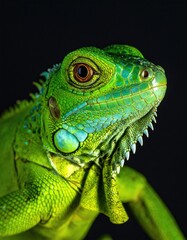 Fototapeta premium Close-up of a vibrant green iguana