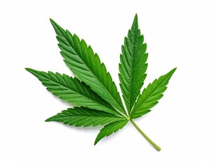 Close-up of a vibrant green cannabis leaf